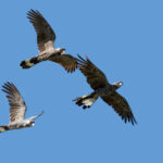 Black Cockatoo Action Plan