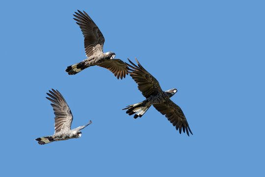 Black Cockatoo Action Plan