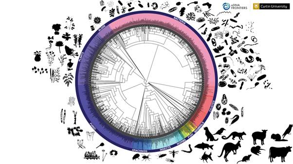 Bioblitz species diagram